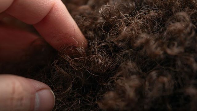 Macro close-up of hand pinching tight brown ringlet curl showing texture and detail