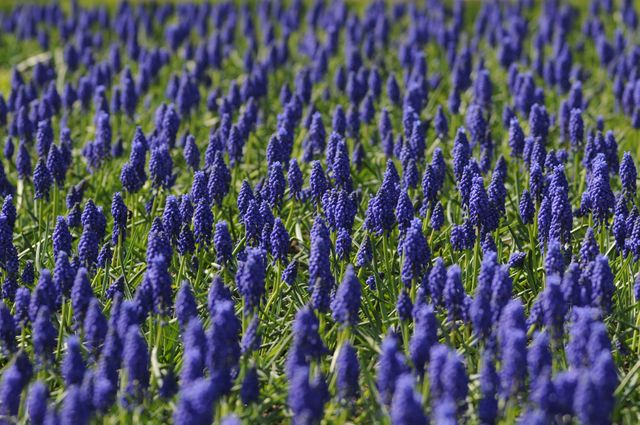 Vibrant Field of Blooming Grape Hyacinths in Springtime - Download Free Stock Photos Pikwizard.com