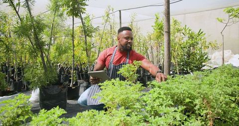 Horticulturist examining seedlings in shade nursery