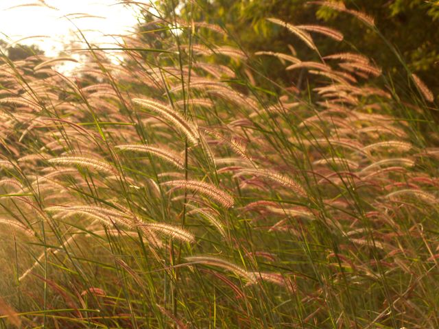 A vibrant field filled with tall wild meadow grass swaying gently in the evening sunlight, creating a warm and serene atmosphere. Ideal for use in nature-themed projects, eco-friendly presentations, relaxation or stress-relief contexts, and promoting tranquility and natural beauty.