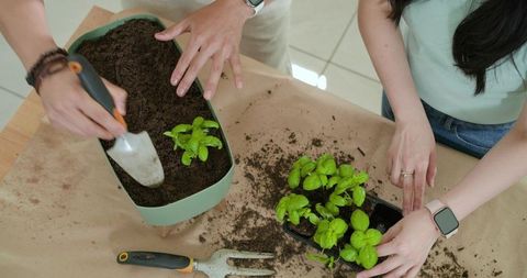 Couple transplanting herb seedlings on kitchen table with planter and gardening tools