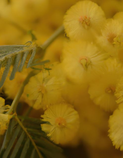 This close-up shot of blooming yellow wattle flowers captures the intricate details and vibrant colors of the plant. The texture of the petals and the contrast with the green leaves make it ideal for use in nature-themed designs, botanical studies, and flower-related illustrations. Perfect for creating floral backgrounds, wallpapers, and educational materials about plant species.