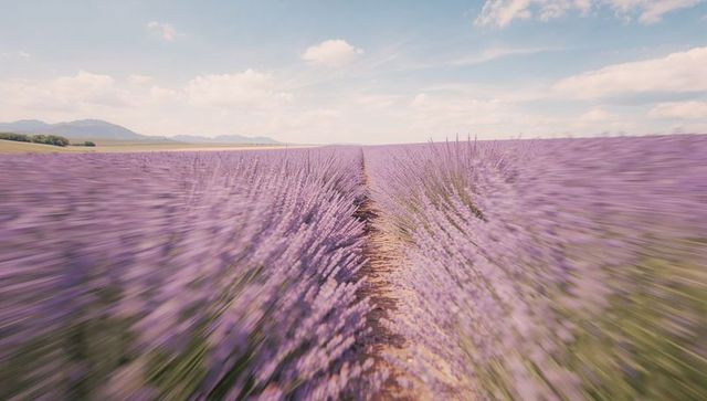 Vibrant Lavender Fields Under Blue Sky