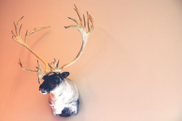 Mounted Deer Head with Large Antlers on Wall - Download Free Stock Photos Pikwizard.com