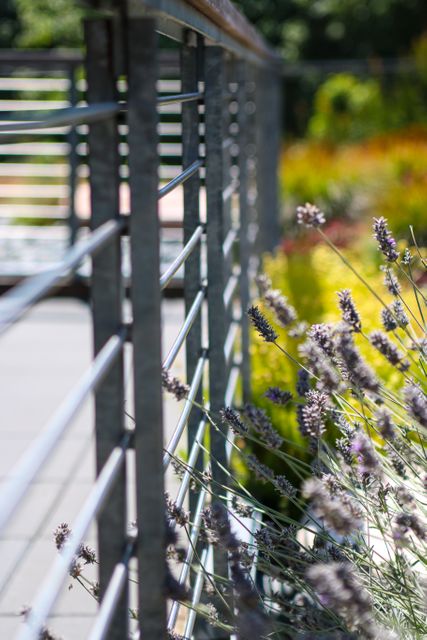 Lavender Flowers with Metal Fence in Blurred Background - Download Free Stock Images Pikwizard.com