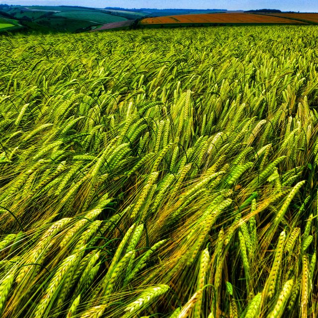 Impressive field of wheat extending towards horizon with rich green and golden hues. Rolling hills in background create a breathtaking scenic view perfect for agricultural themes, countryside advertisements, books on farming, or websites focused on sustainability and nature appreciation.