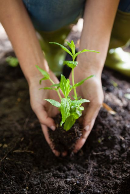 Hands carefully planting a young seedling into the soil in a backyard garden. Ideal for use in articles or advertisements about gardening, sustainable living, environmental conservation, and outdoor activities. Perfect for illustrating concepts of growth, nature, and eco-friendly practices.