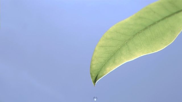 Fresh water droplets gently dripping from a green leaf against a serene blue background, conveying a sense of simplicity and tranquility. This visual is ideal for environmental campaigns, relaxation advertisements, or sustainability-focused materials. The soothing tones and harmonious composition make it perfect for promoting products related to natural ingredients or wellness.