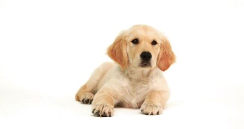 Adorable golden retriever puppy relaxing on white background