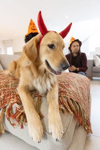 Golden retriever wearing red devil horns resting on sofa with friends in pumpkin hats