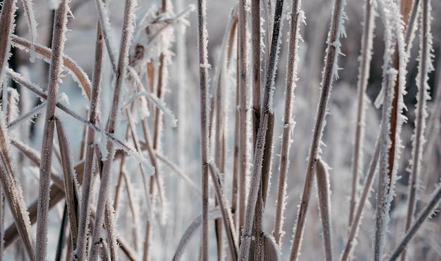 Close-up view of grass covered in frost during a cold winter morning. Perfect for use in seasonal themes, winter nature scenes, and as a background or wallpaper. Ideal for websites, blogs, and social media posts focusing on winter, nature, or environmental topics.