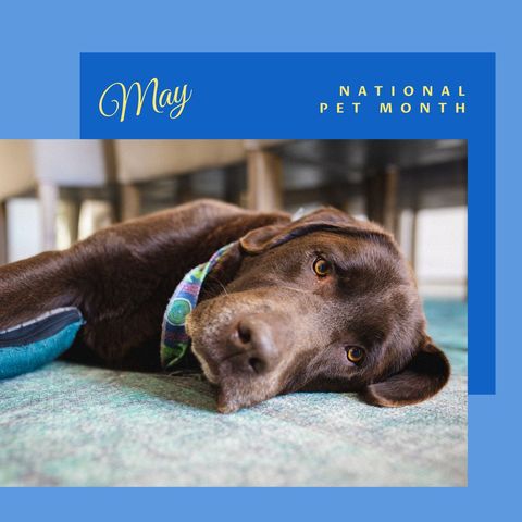 Labrador Retriever comfortably lying on bed symbolizes National Pet Month in May. Ideal for promotions, social media posts, and content related to pet care and raising awareness of pet welfare. Suitable for campaigns celebrating pets and emphasizing importance of proper animal care.