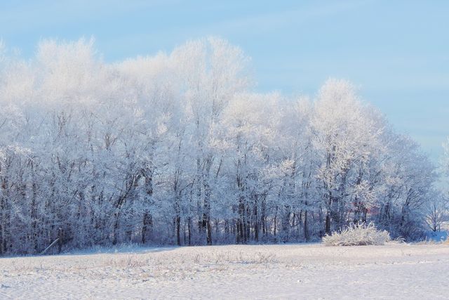 Majestic winter forest with trees covered in snow glistens under clear blue sky. Ideal for themes related to winter, nature, seasonal backgrounds, holiday cards, and landscapes.