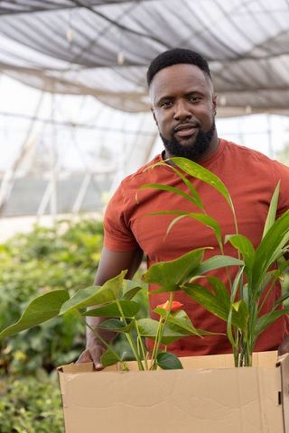 African american gardener carrying box of tropical houseplants in greenhouse under shade