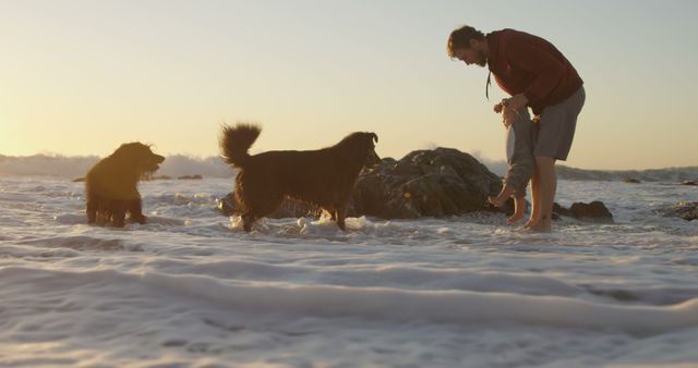 A father is holding his baby while they are standing on the beach during sunset, accompanied by two dogs playing in the water. Wonderful scene for concepts of family bonding, joyful play, and the beauty of nature. Ideal for use in content related to parenting, outdoor activities, pets, or vacation.