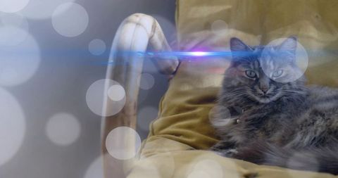 Resting longhair gray cat on mustard velvet chair with blue light flare and dreamy bokeh
