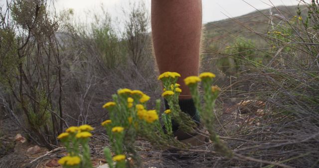 Leg of a hiker walking on a trail surrounded by yellow wildflowers and natural vegetation. Ideal for promoting outdoor activities, hiking gear, nature trails, and fitness. Use it in blogs, travel articles, outdoor adventure advertisements, and fitness motivation content.