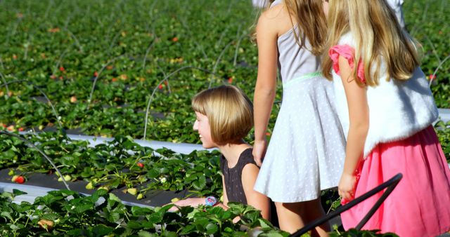 Children actively engaging in harvesting strawberries at an organic farm. The sunny day suggests a season of warmth and growth. Ideal for use in agriculture promotions, organic farming publicity, children’s outdoor activities, healthy eating campaigns.